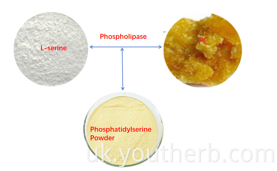 phosphatidylserine powder bulk